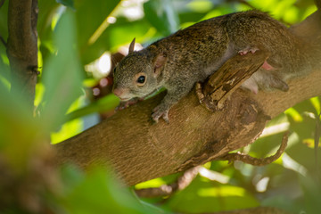 Close up of a squirrel on a tree