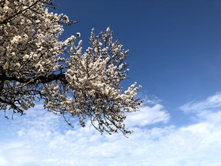 Beautiful almonds blossoms