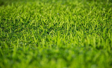 Naklejka premium Selective focus Grass Close up