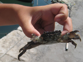 Amazing and diverse animal world of Greece.  Such a crab can bite.