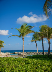 Fototapeta na wymiar Palm trees with blue sky and white clouds background