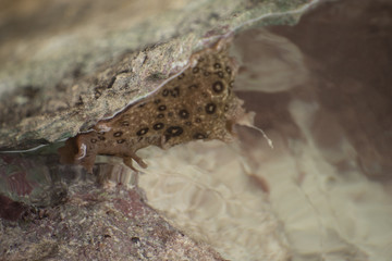 Snail on a rock underwater 
