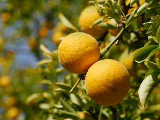 Zitrusfr&uuml;chte am Baum