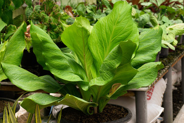 Nature Home decorative plants in pots