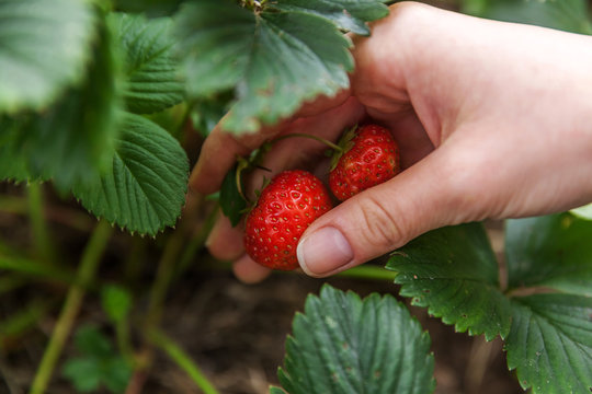 Gardening and agriculture concept. Female farm worker hand harvesting red fresh ripe organic strawberry in garden. Vegan vegetarian home grown food production. Woman picking strawberries in field.