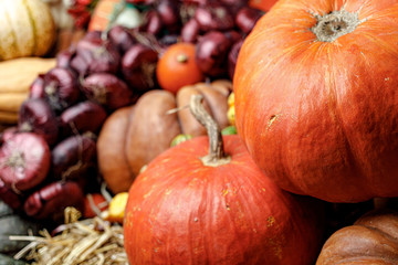 pumpkins and gourds