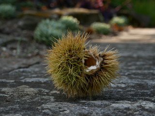 leere Fruchth&uuml;lle einer Kastanie