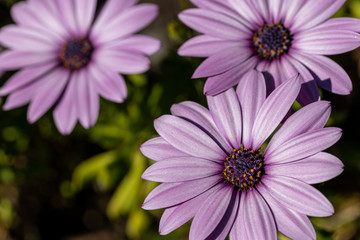 Fototapeta premium Closeup of purple flowers with purple pollen