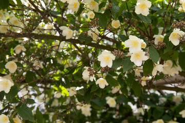 Spring image with delicate jasmine flowers in spring sunlights