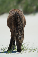 Young Wild Horse of Sable Island on Beach