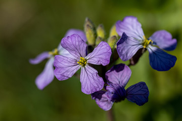 blue flowers in the garden