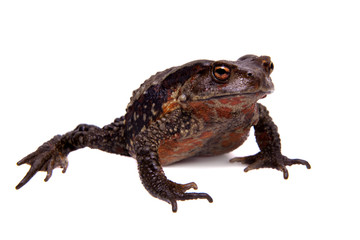 Amazing Vietnamese toad isolated on white background