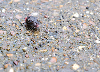 Decapitated mouse head example