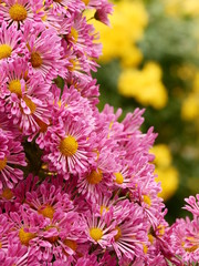 Chrysanthemen