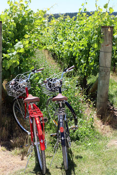 Fahrradtour durch die Weinberge in Martinborough. Neuseeland