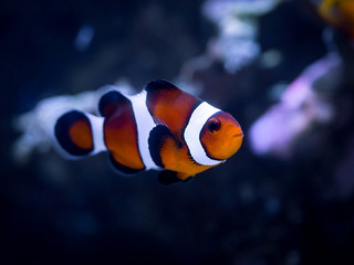 Fototapeta na wymiar Ocellaris clownfish (Amphiprion ocellaris) on a reef tank