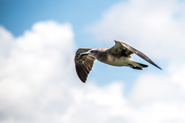 Seagull - Florida Sky