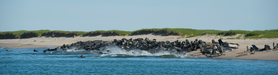 Large Group Seals splashing going into water on Sable Island beach Nova Scotia Canada trip with...