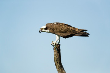 Osprey eating a fish at the Lake Apopka Wildlife Drive in Florida. 