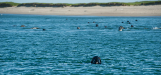 Seals on Sable Island Nova Scotia