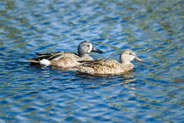 Blue-winged Teal at the Lake Apopka Wildlife Drive in Florida.