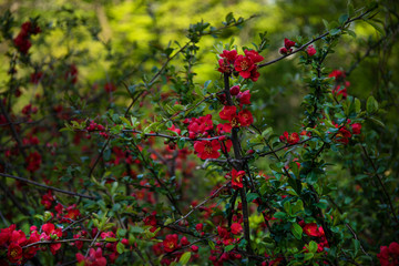 Obraz premium Red flowering quince branches in spring garden