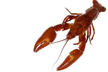 Close up view of crayfish isolated on white background. Beautiful healthy food background.