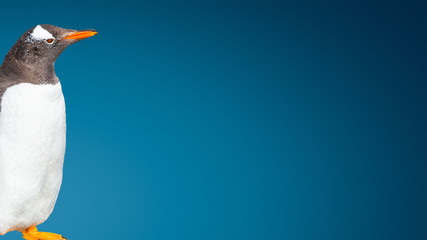 Banner with funny Gentoo penguin isolated at gradient blue background, Beagle Channel in Patagonia, Argentina, details, closeup