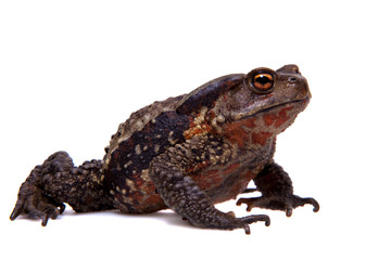 Amazing Vietnamese toad isolated on white background