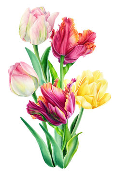 watercolor flowers, bouquet of beautiful tulips on an isolated background, hand drawing, spring card