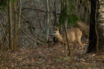 Naklejka na ściany i meble Roe deer in the autumn forest
