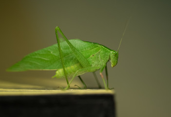 Macro close up of a cricket 