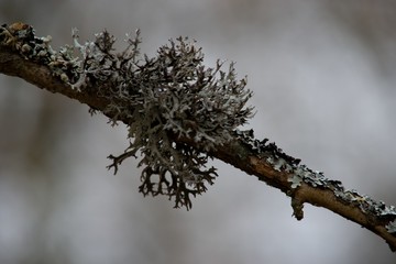 Drying leaves of flowers, drought season little water background.