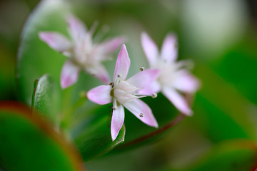 Geldbaum (Crassula ovata), auch Pfennigbaum