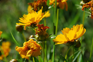 yellow flowers in the grass