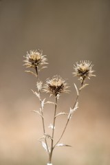 Obraz premium Dry flower after winter thistle in spring.