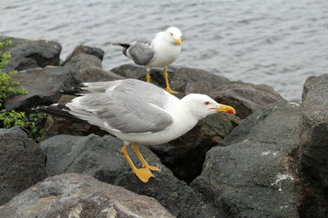 two seagulls by the sea