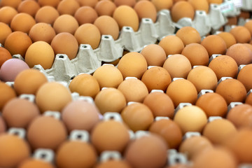 Organic Brown Chicken Eggs on Paper Crates.