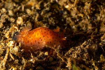The most beautiful underwater snails of the Indian and Pacific Ocean