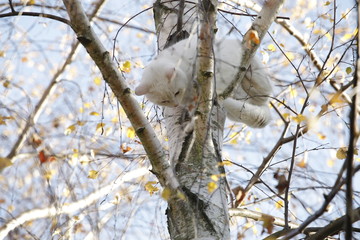 Biały kot wspina sie na wysokie drzewo brzoza gałezie jesienne słońce niebieskie niebo