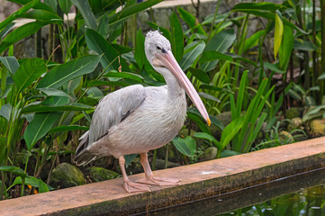 A gray pelican or Pelecanus philippensis stands near the pond and looks at the water in anticipation of prey.