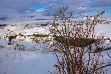 beautiful winter bush