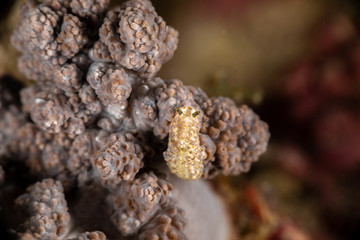 The most beautiful underwater snails of the Indian and Pacific Ocean