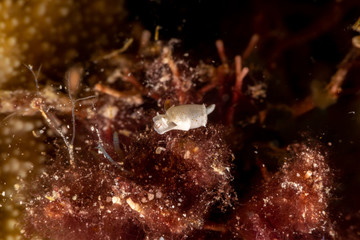 The most beautiful underwater snails of the Indian and Pacific Ocean