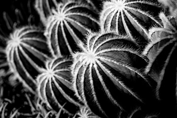 Black and white echinopsis calochlora cactus