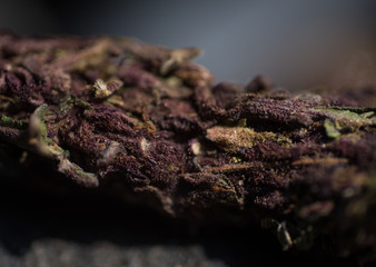 Purple Weed, Macro Close up