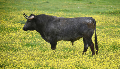 toro tipico español en una ganaderia