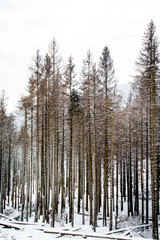 Naklejka premium Bäume auf dem Brocken im Harz