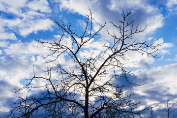 Fototapeta na wymiar tree against blue sky