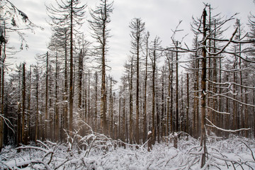 Bäume auf dem Brocken im Harz